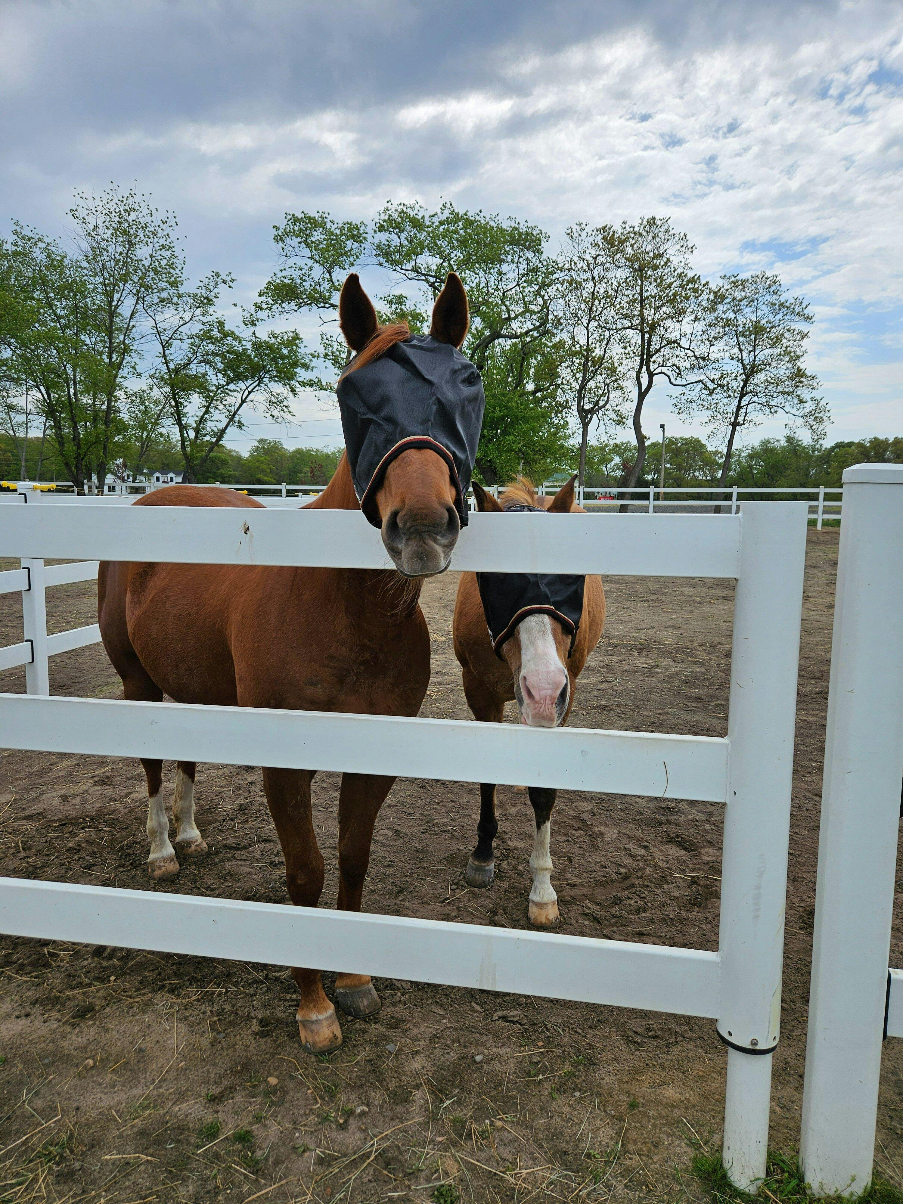 Trusted by Horsemen Since 1954