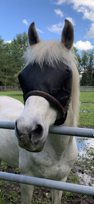 Elizabeth C.'s horse wearing UViator mask