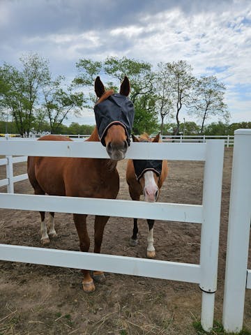 732georgia's horse wearing UViator mask