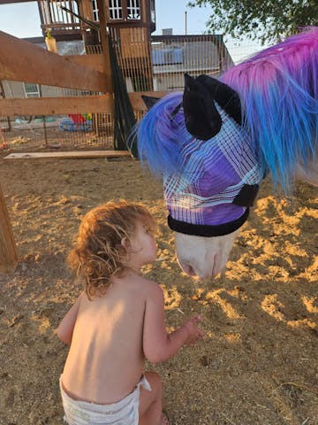 Samantha L.'s horse wearing UViator mask