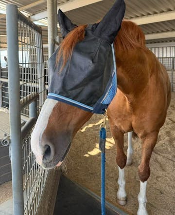 Shell S.'s horse wearing UViator mask
